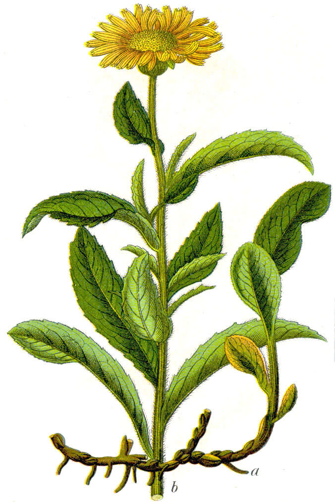 Image of Inula hirta