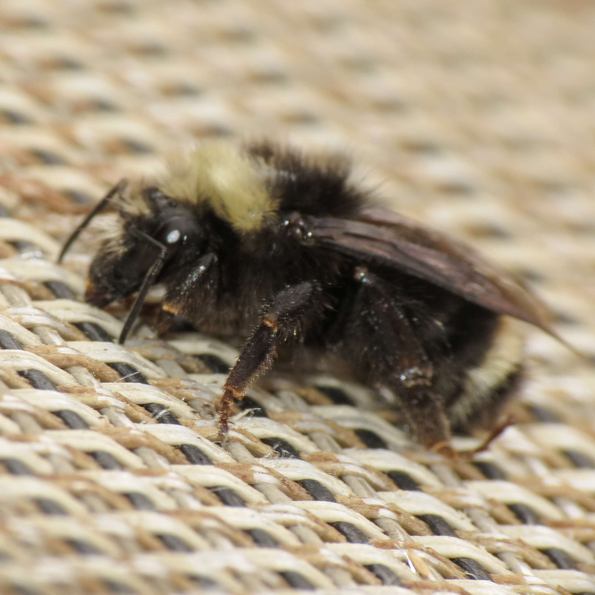 Image of Obscure Bumble Bee