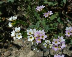 Image of sweetscented phacelia