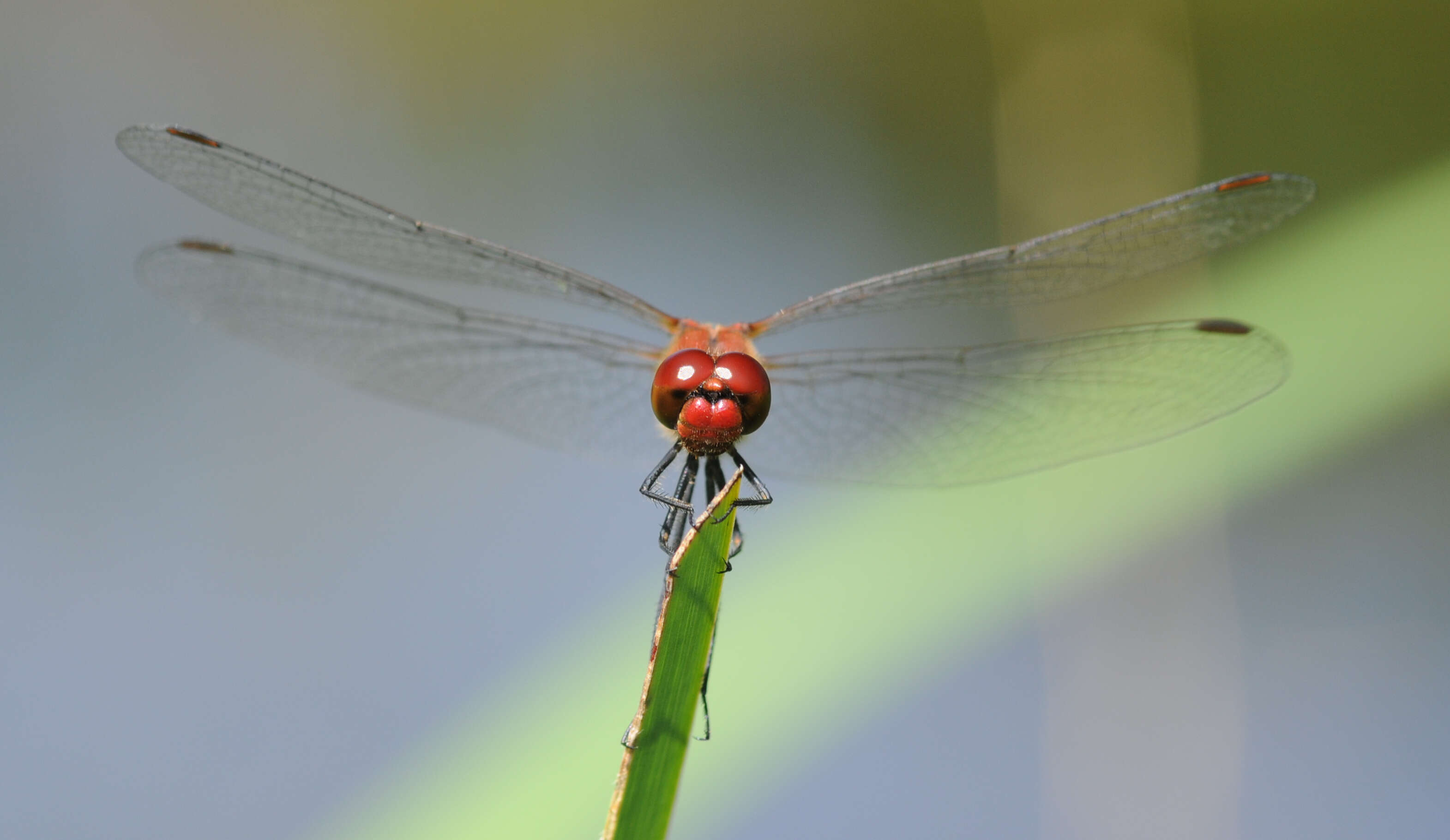 Image of Ruddy Darter