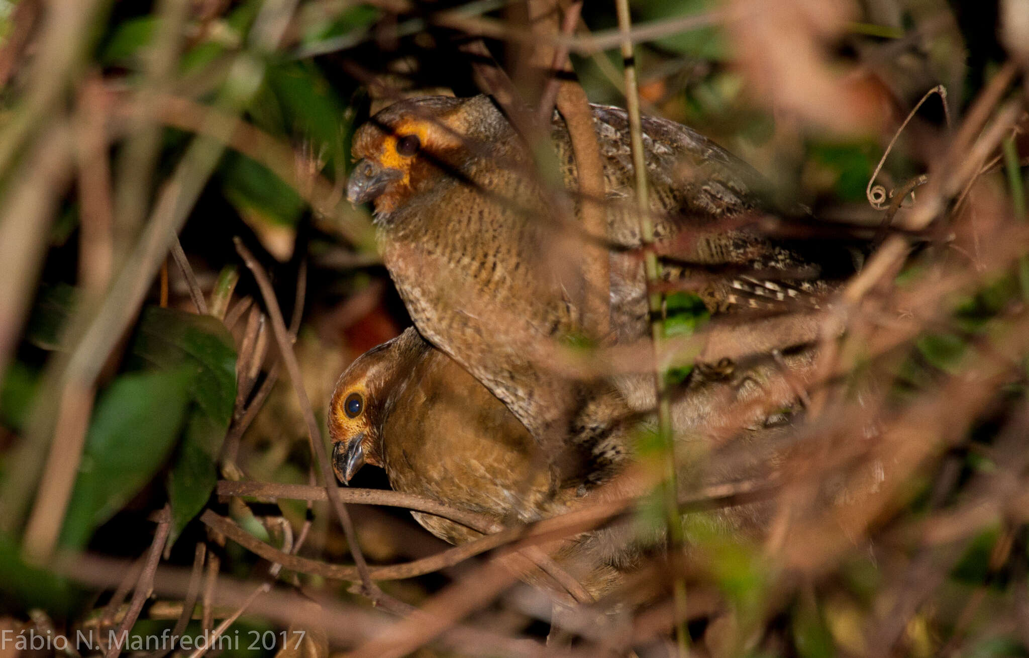 Image of Marbled Wood Quail