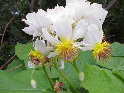 Image de Sparrmannia africana L. fil.