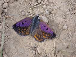 Image of Lycaena tama (Fereday 1878)