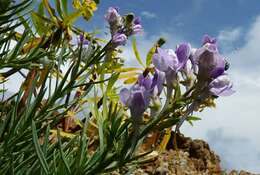 Plancia ëd Linaria capraria Moris & De Not.