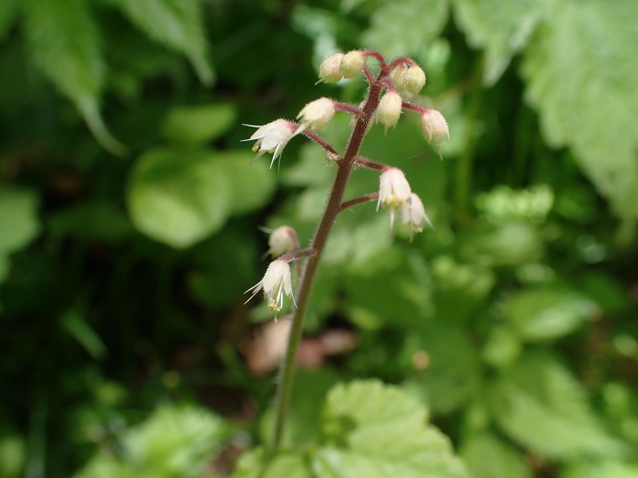 Image of Tiarella polyphylla D. Don