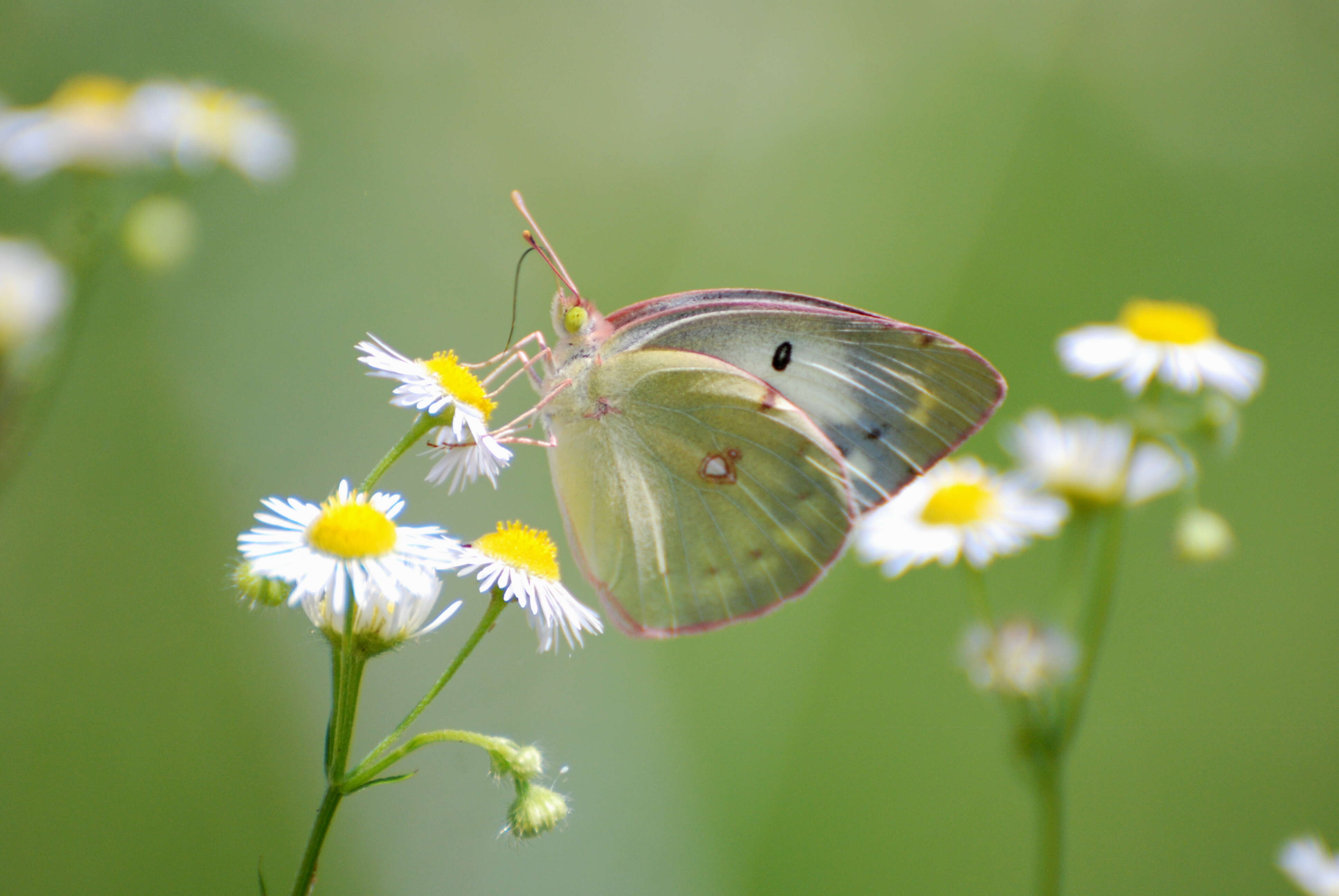 Image of Eastern Pale Clouded Yellow