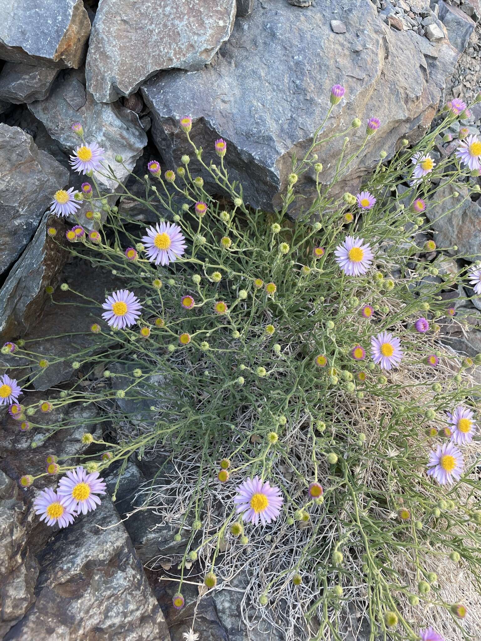 Image of Brewer's fleabane