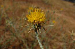 Image of yellow star-thistle