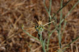 Image of yellow star-thistle