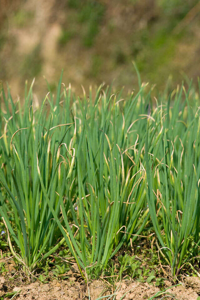 Image of garden onion