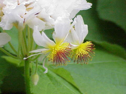 Image de Sparrmannia africana L. fil.