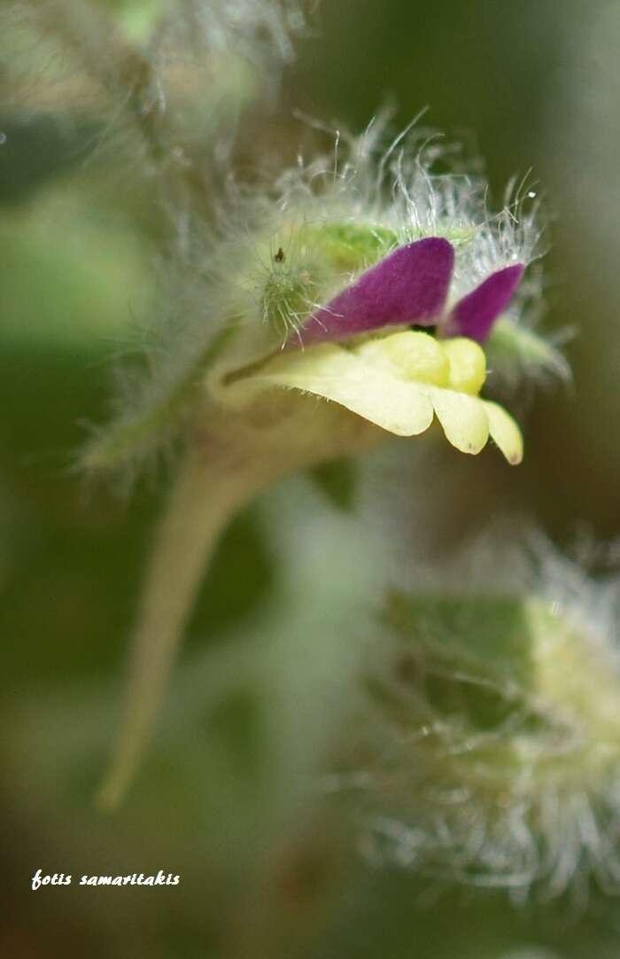 Image of Kickxia elatine subsp. crinita (Mabille) Greuter