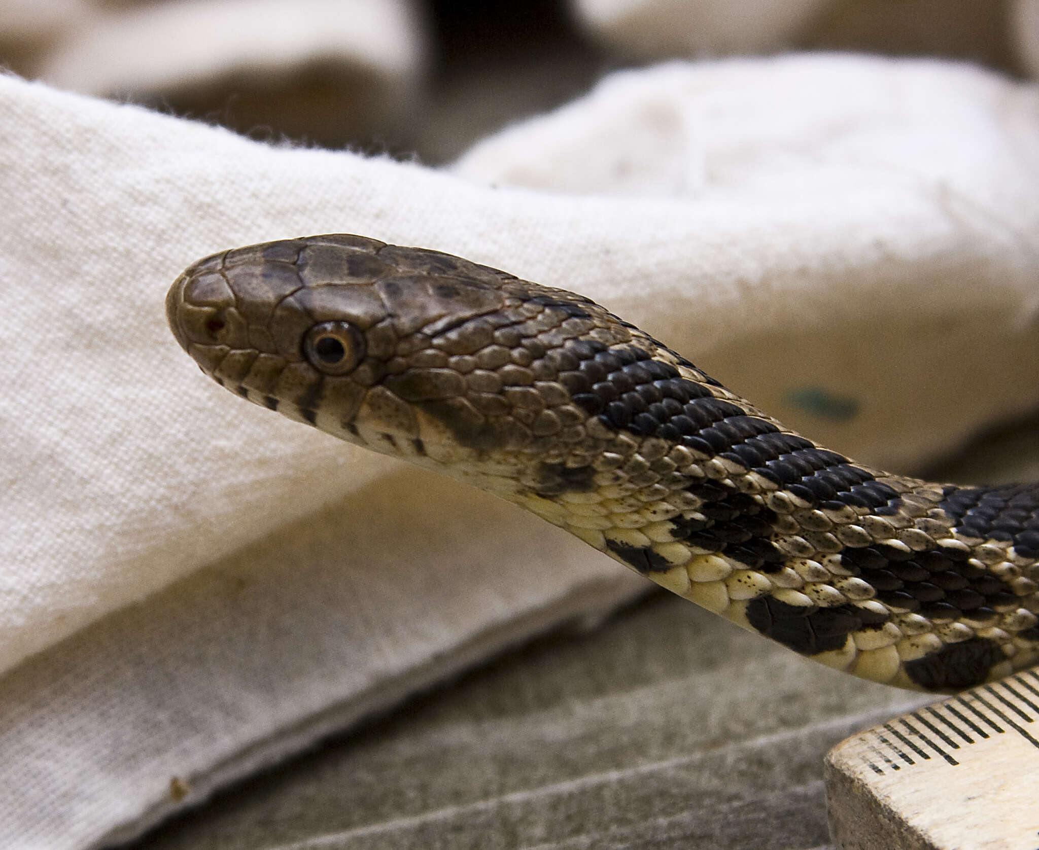 Image of Pantherophis ramspotti Crother, White, Savage, Eckstut, Graham & Gardner 2011