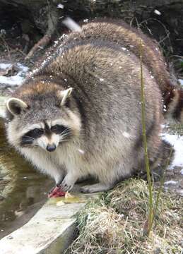 Image of raccoons