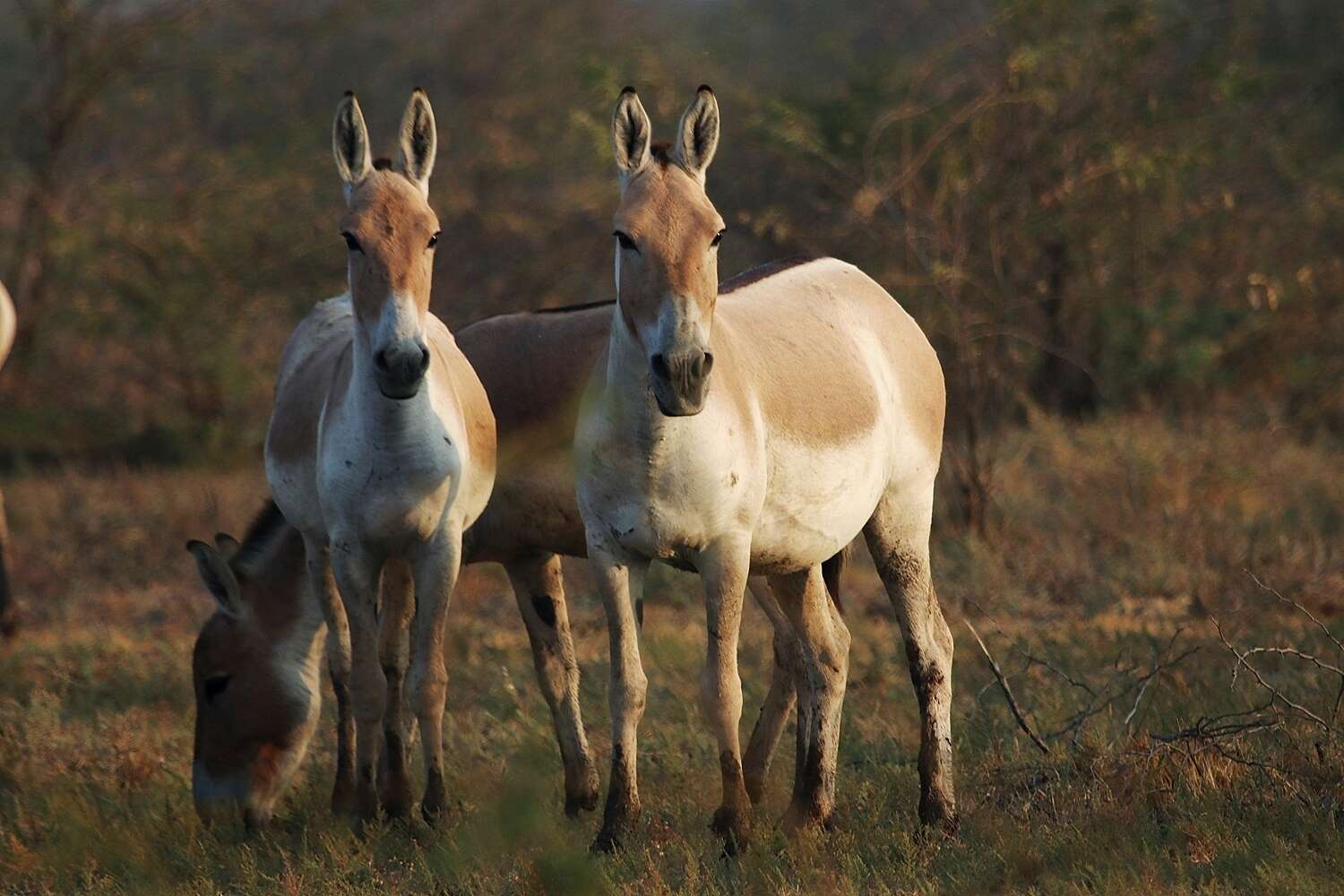 Image of Indian Wild Ass