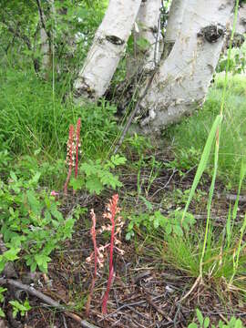 Image of summer coralroot