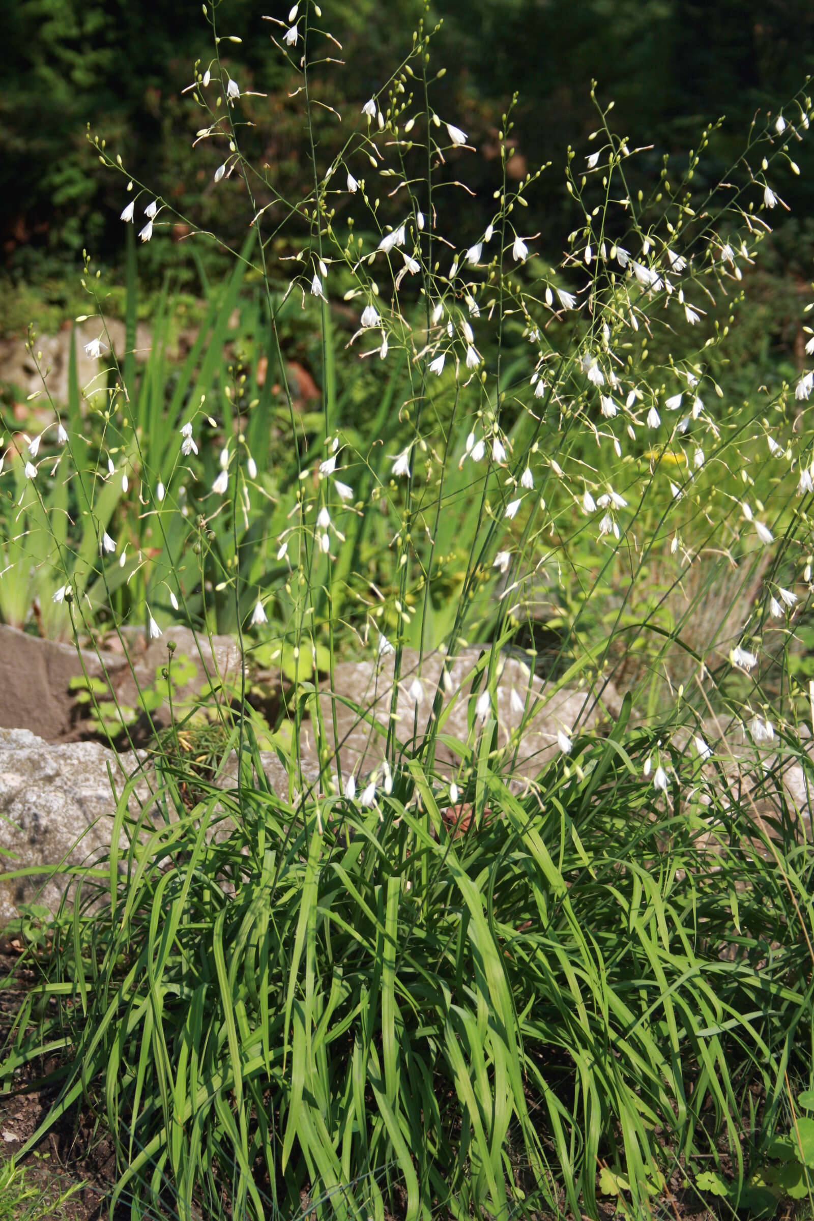 Image of Branched St Bernard's lily