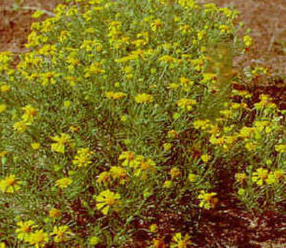 Image of bitter rubberweed