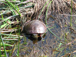 Image of Eastern Painted Turtle