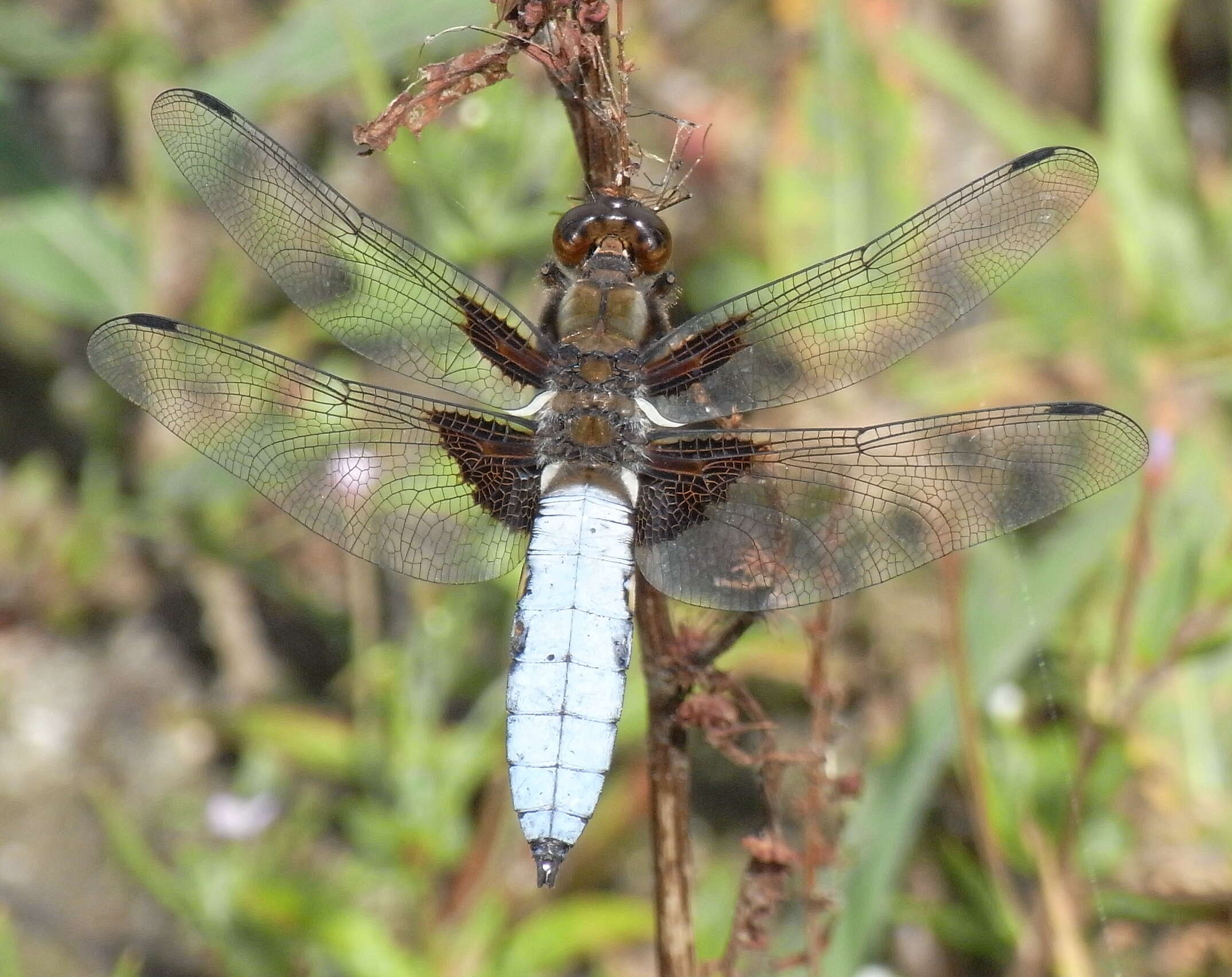 Image of Broad-bodied chaser