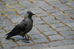 Image of Eurasian Jackdaw