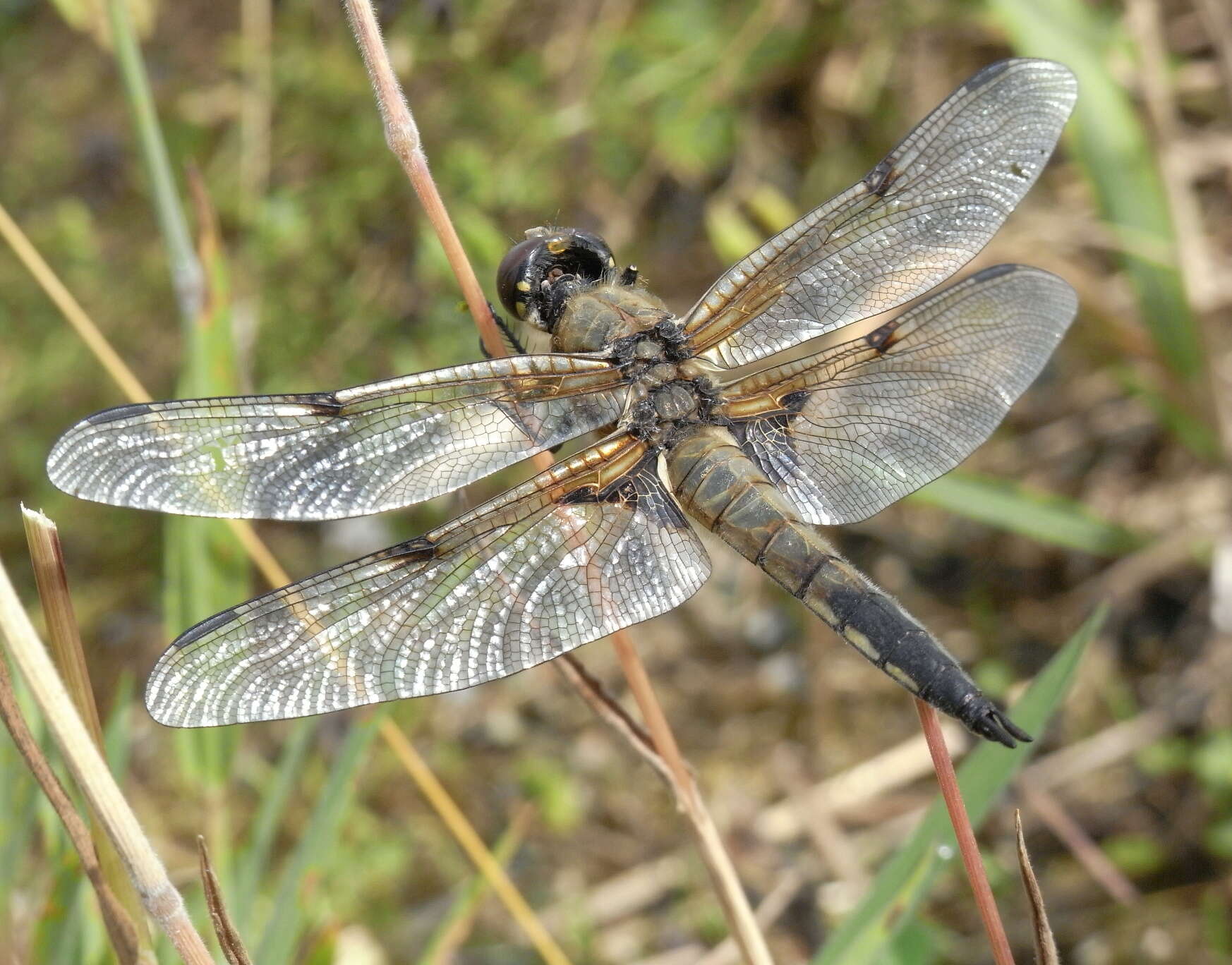 Image of Four-spotted Chaser