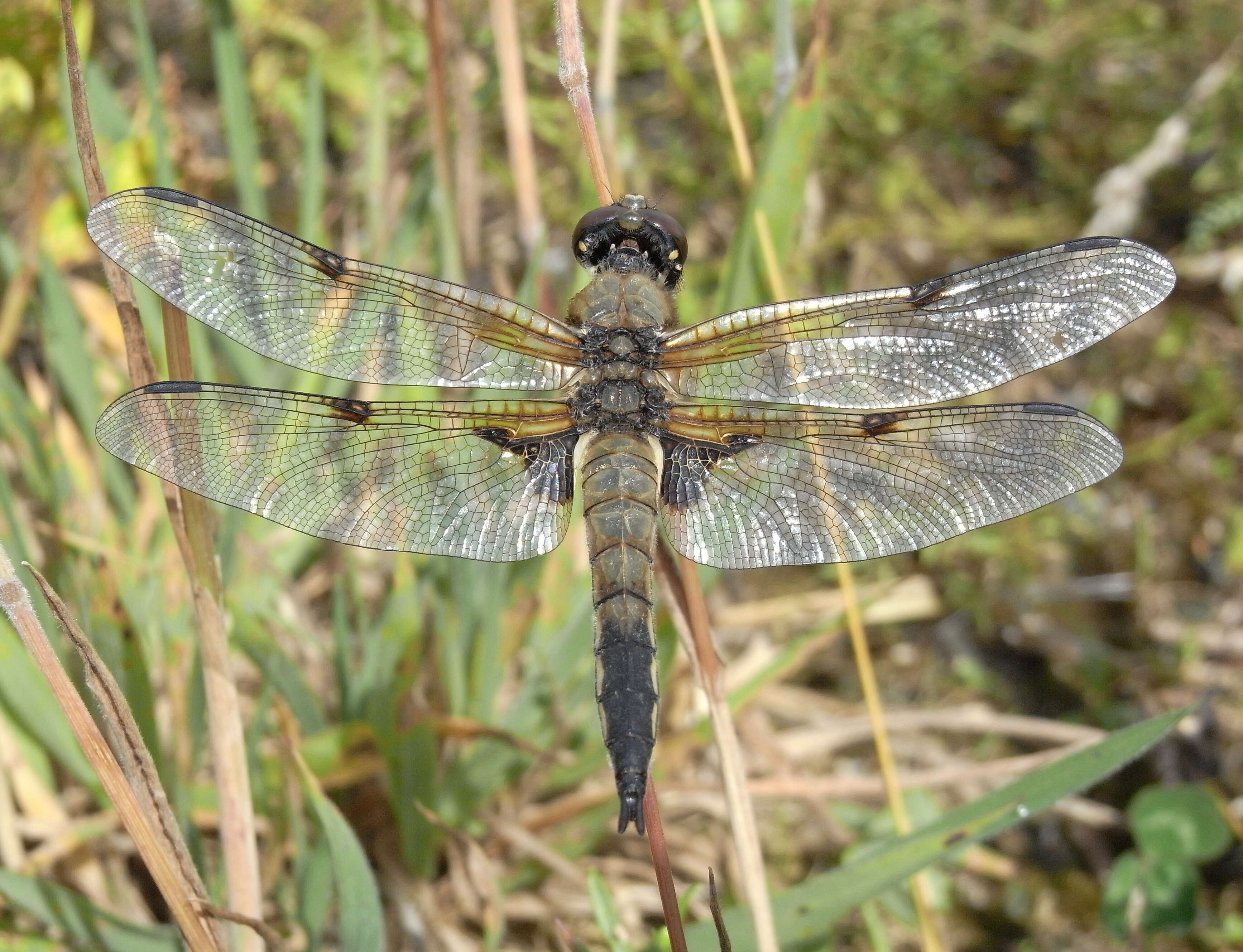 Image of Four-spotted Chaser