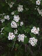 Plancia ëd Crataegus suborbiculata Sarg.