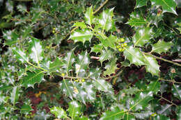 Image of English holly