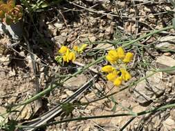 Plancia ëd Coronilla juncea L.