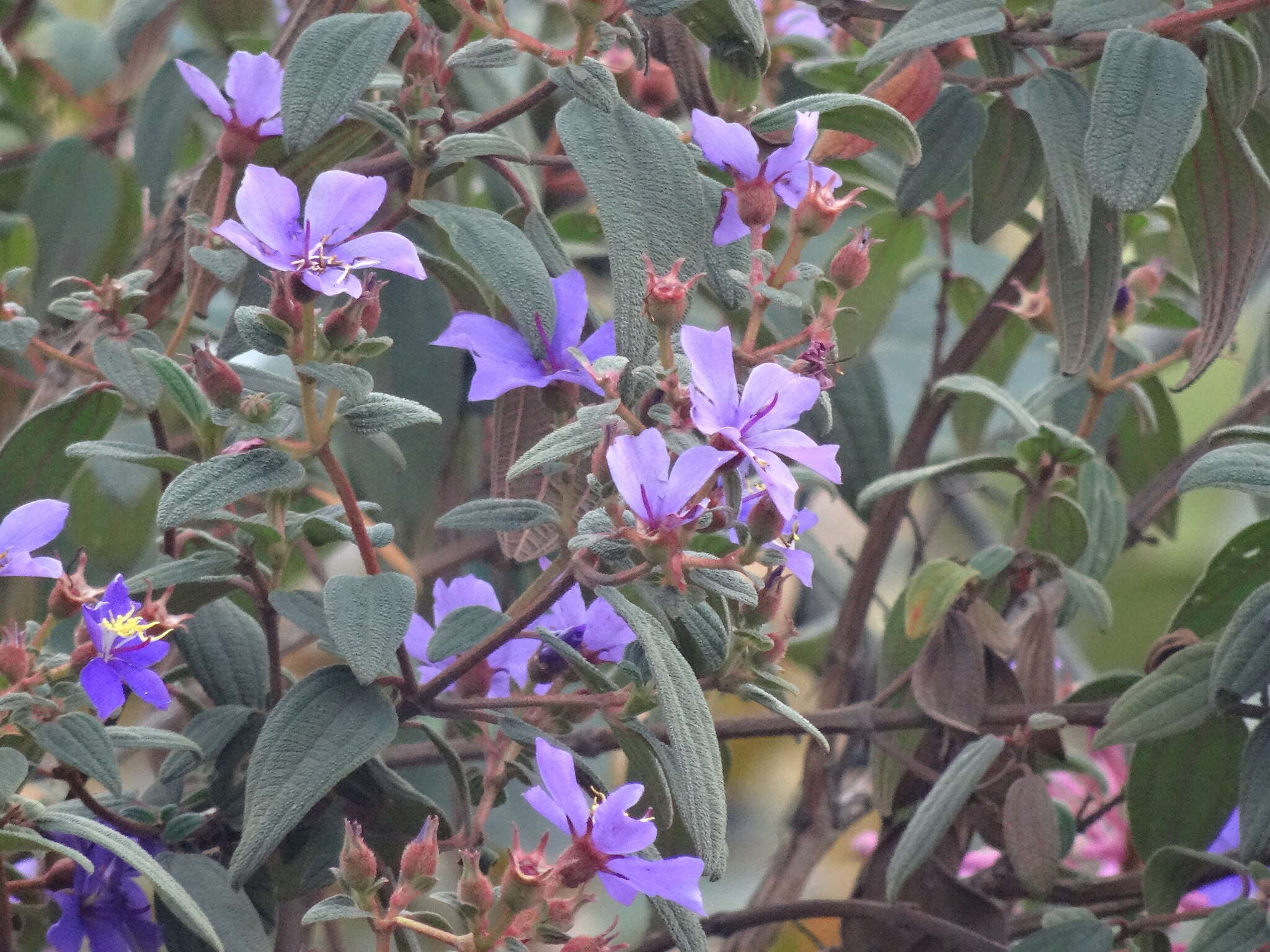 Image of purple glory tree