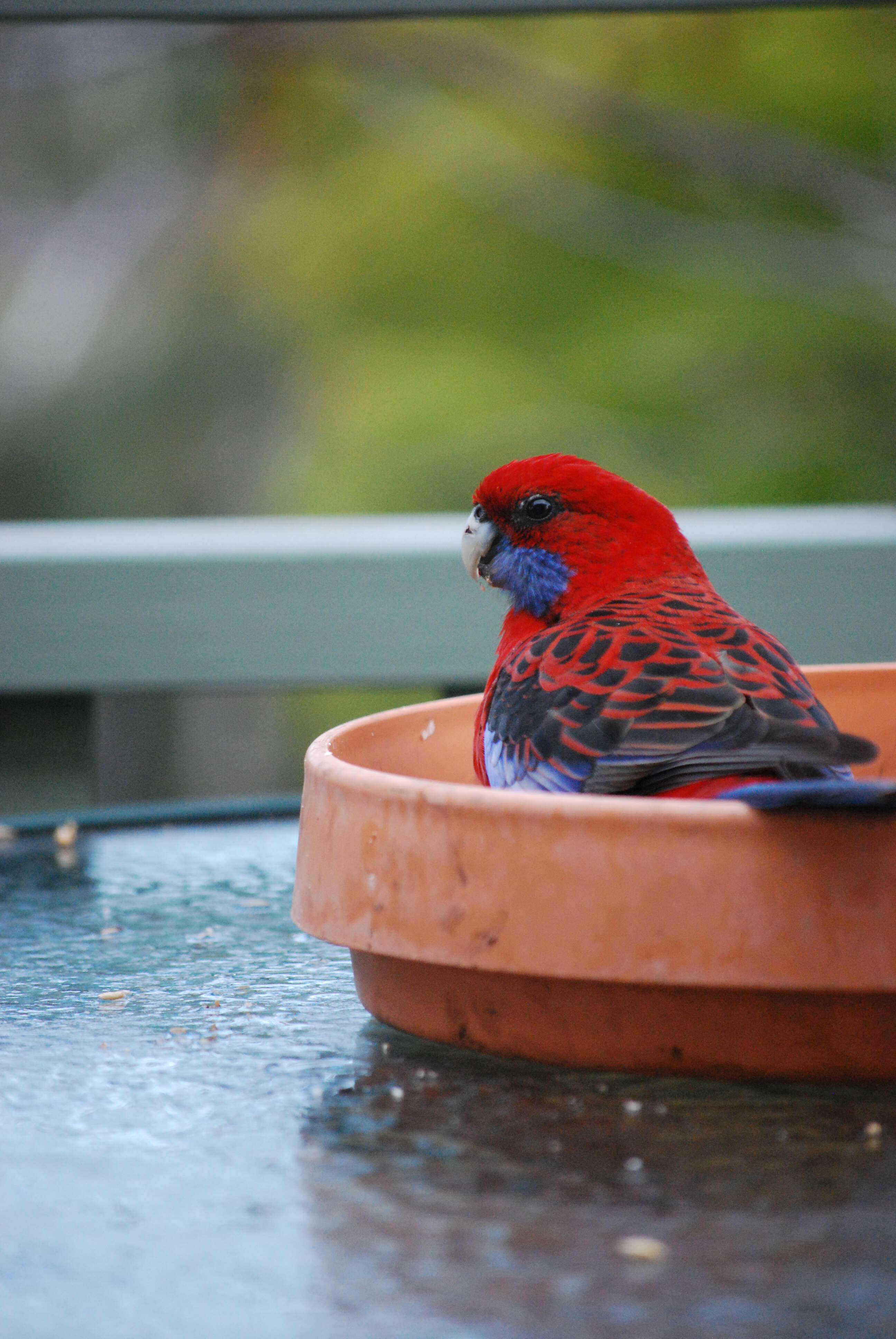 Image of Crimson Rosella