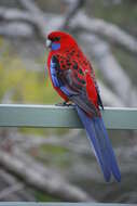 Image of Crimson Rosella