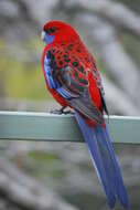 Image of Crimson Rosella