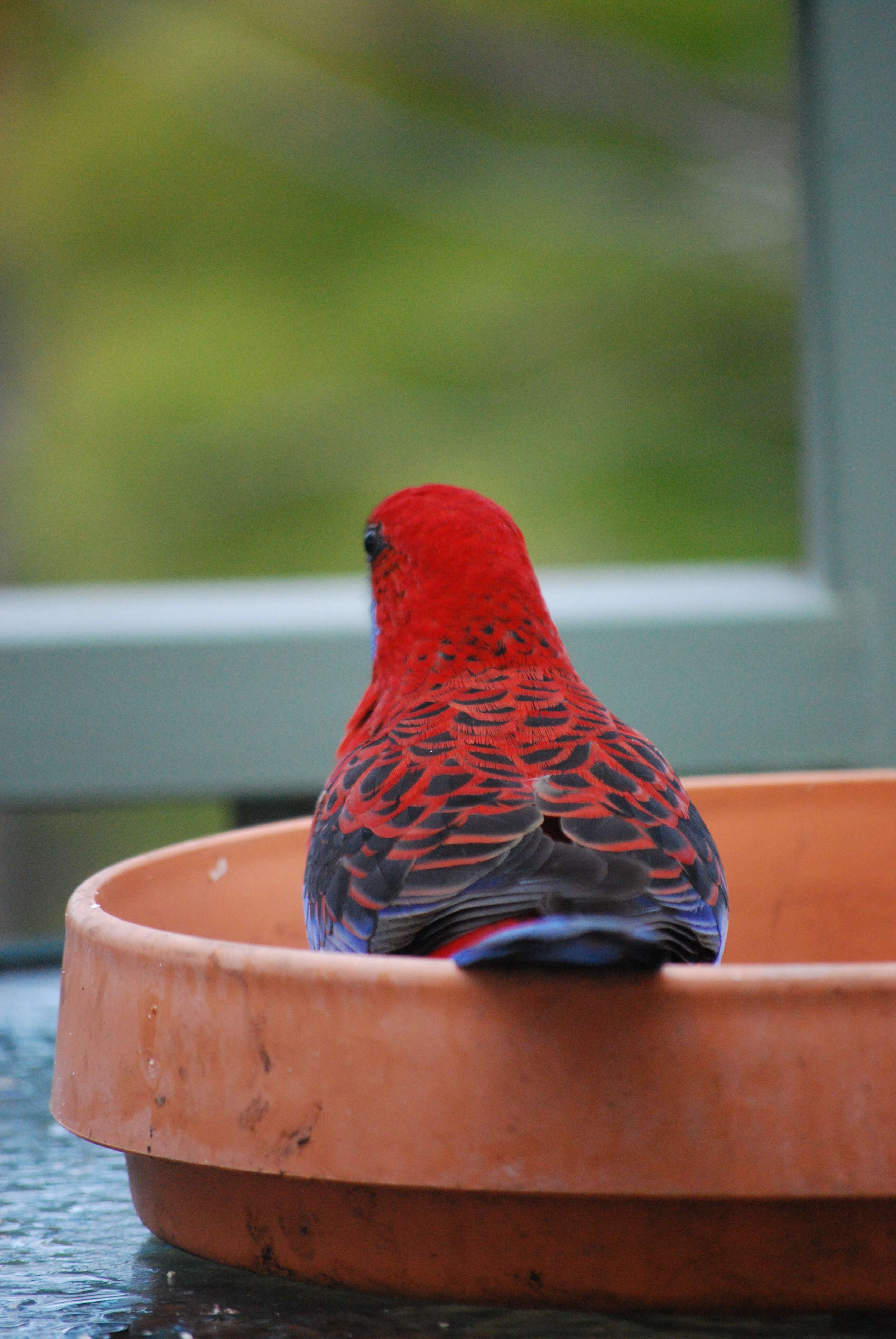 Image of Crimson Rosella