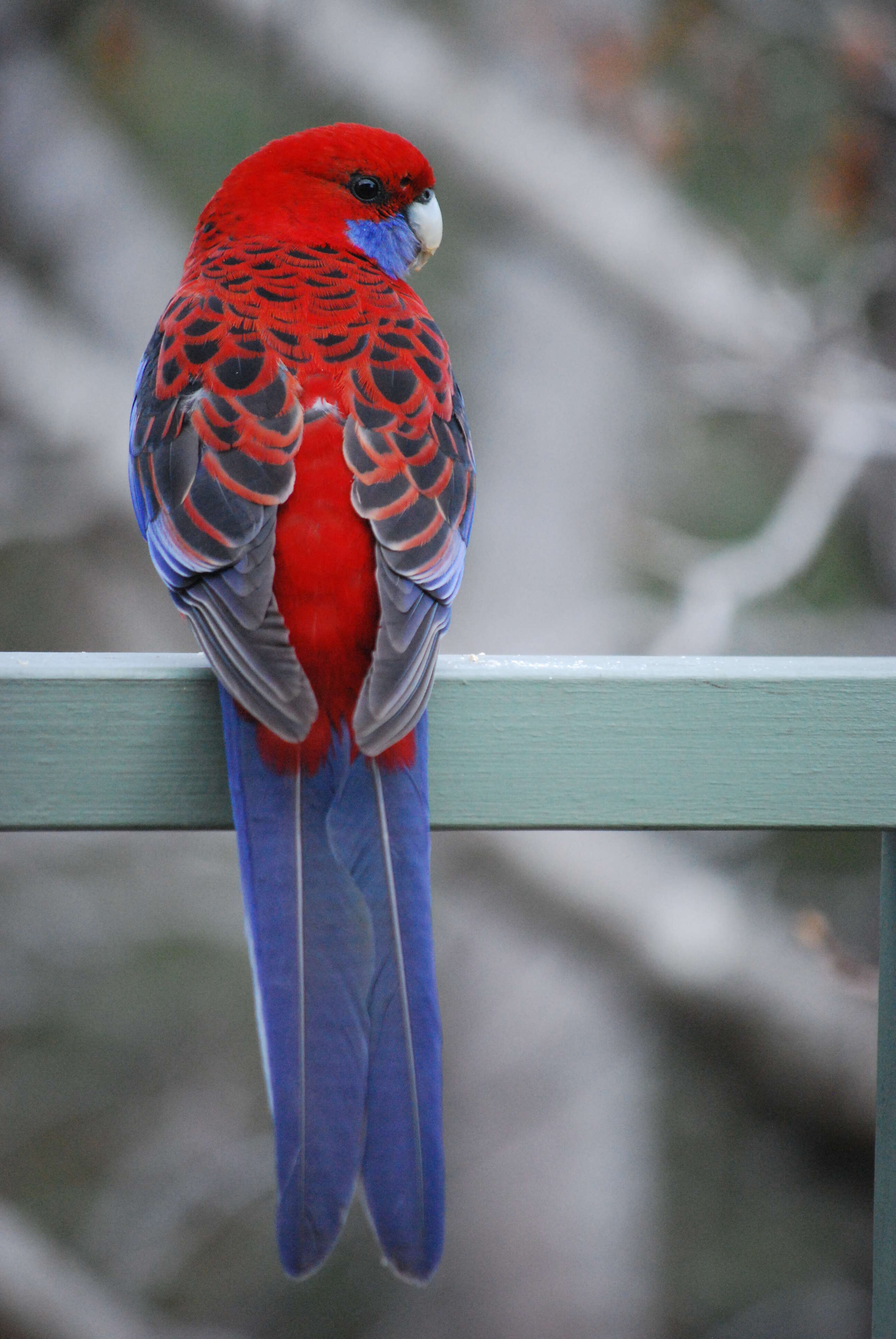 Image of Crimson Rosella