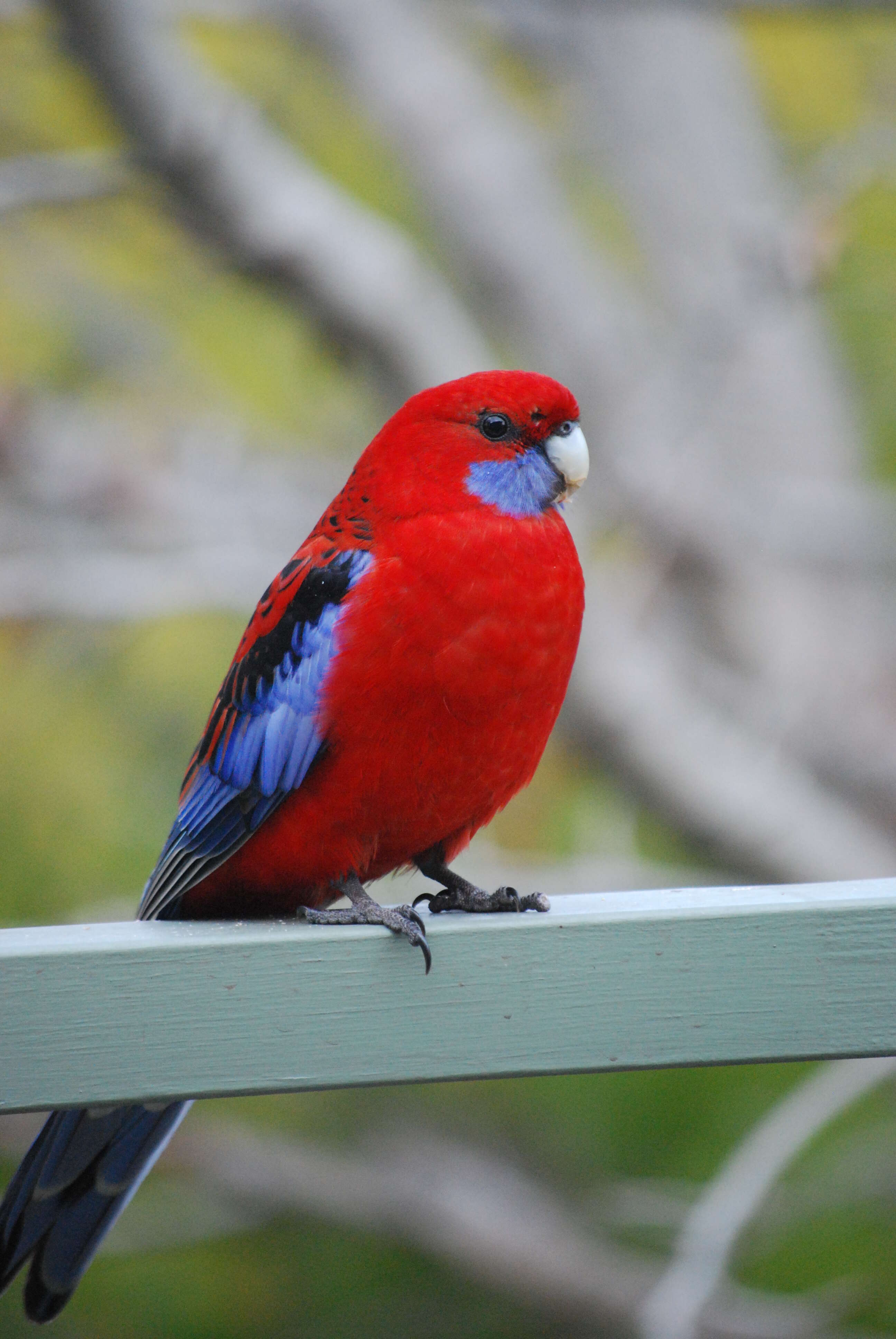 Image of Crimson Rosella