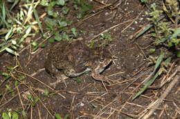 Image of American Ground Frog