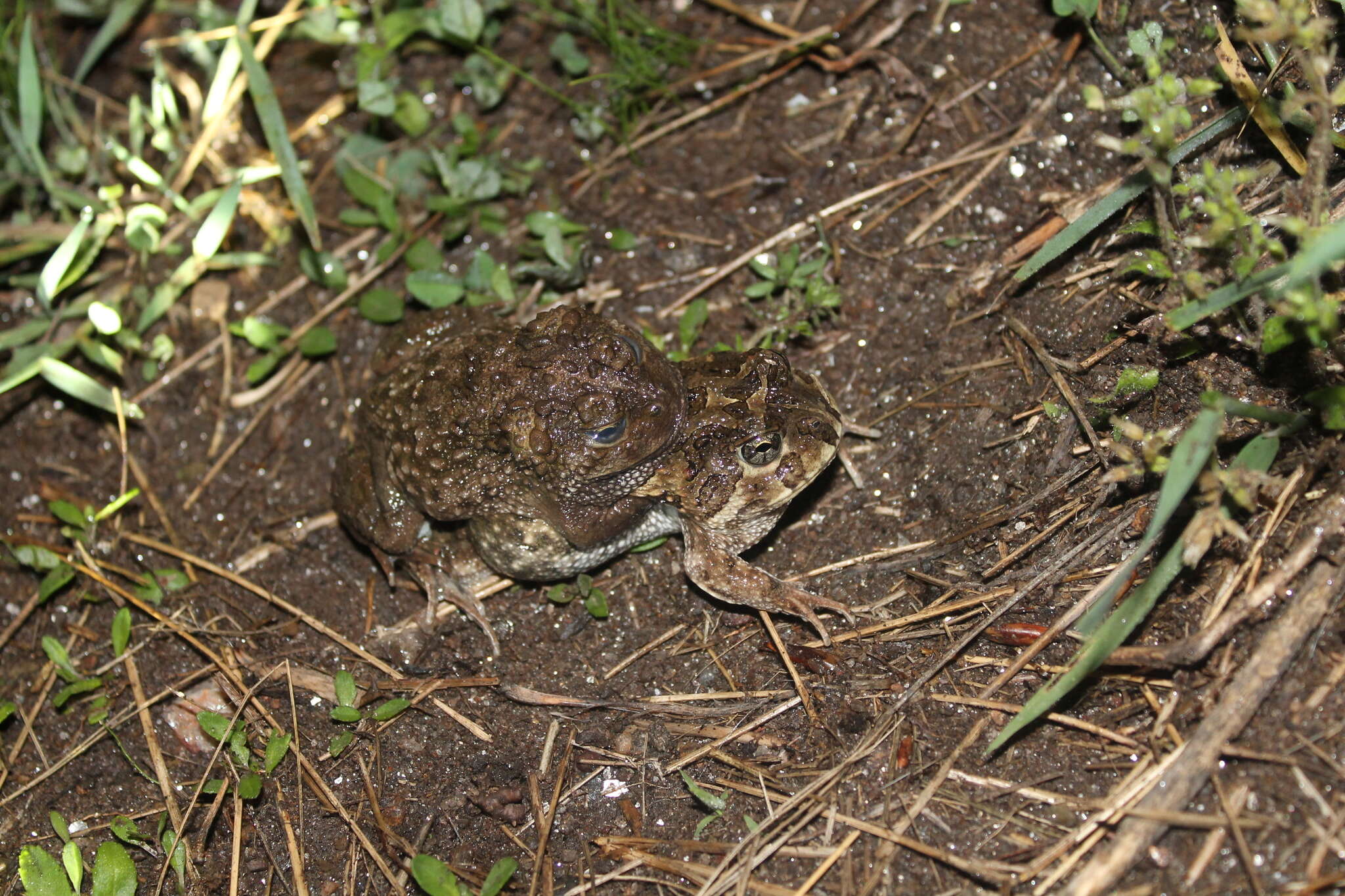 Image of American Ground Frog