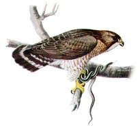 Plancia ëd Buteo platypterus (Vieillot 1823)