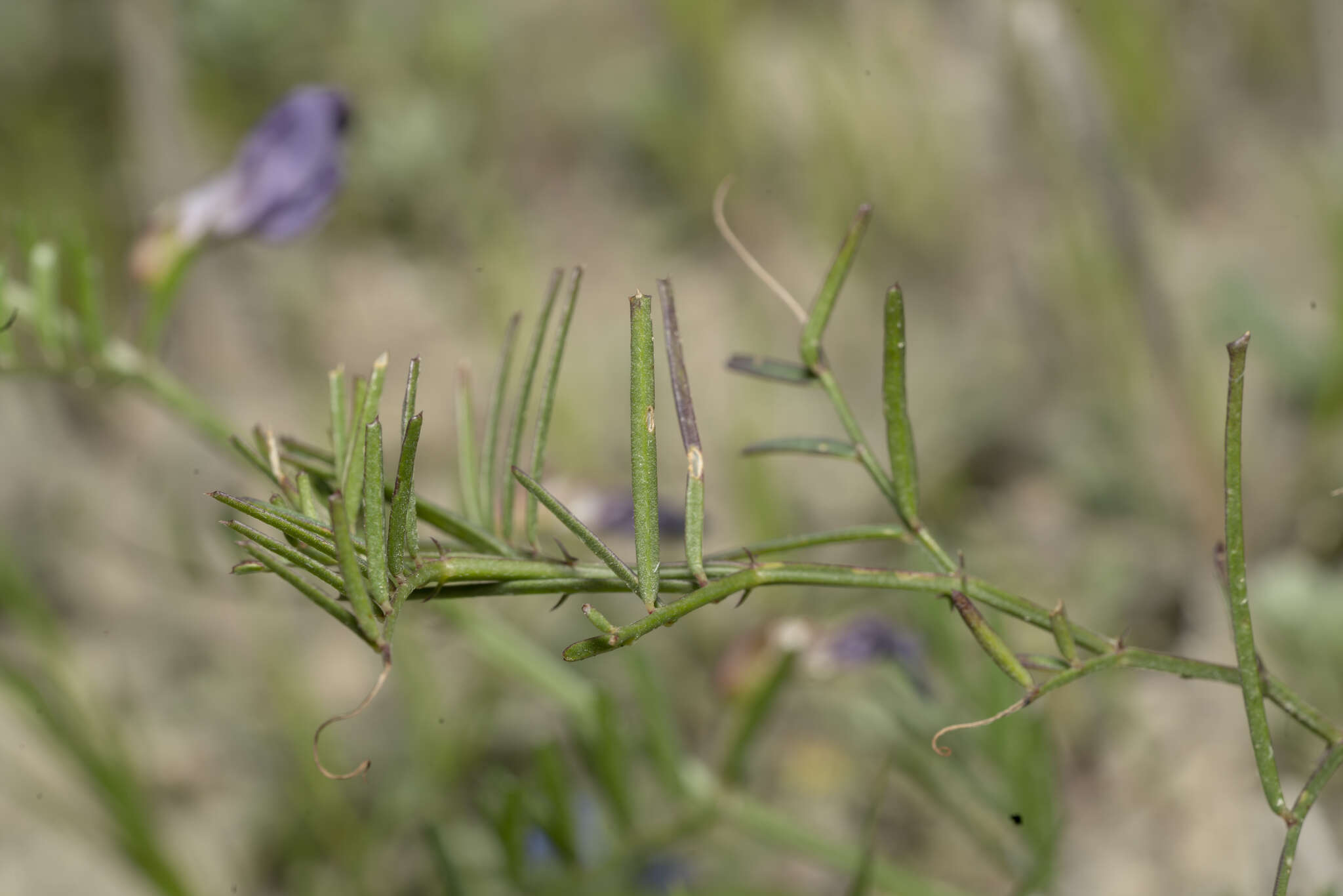 Image of wandering vetch