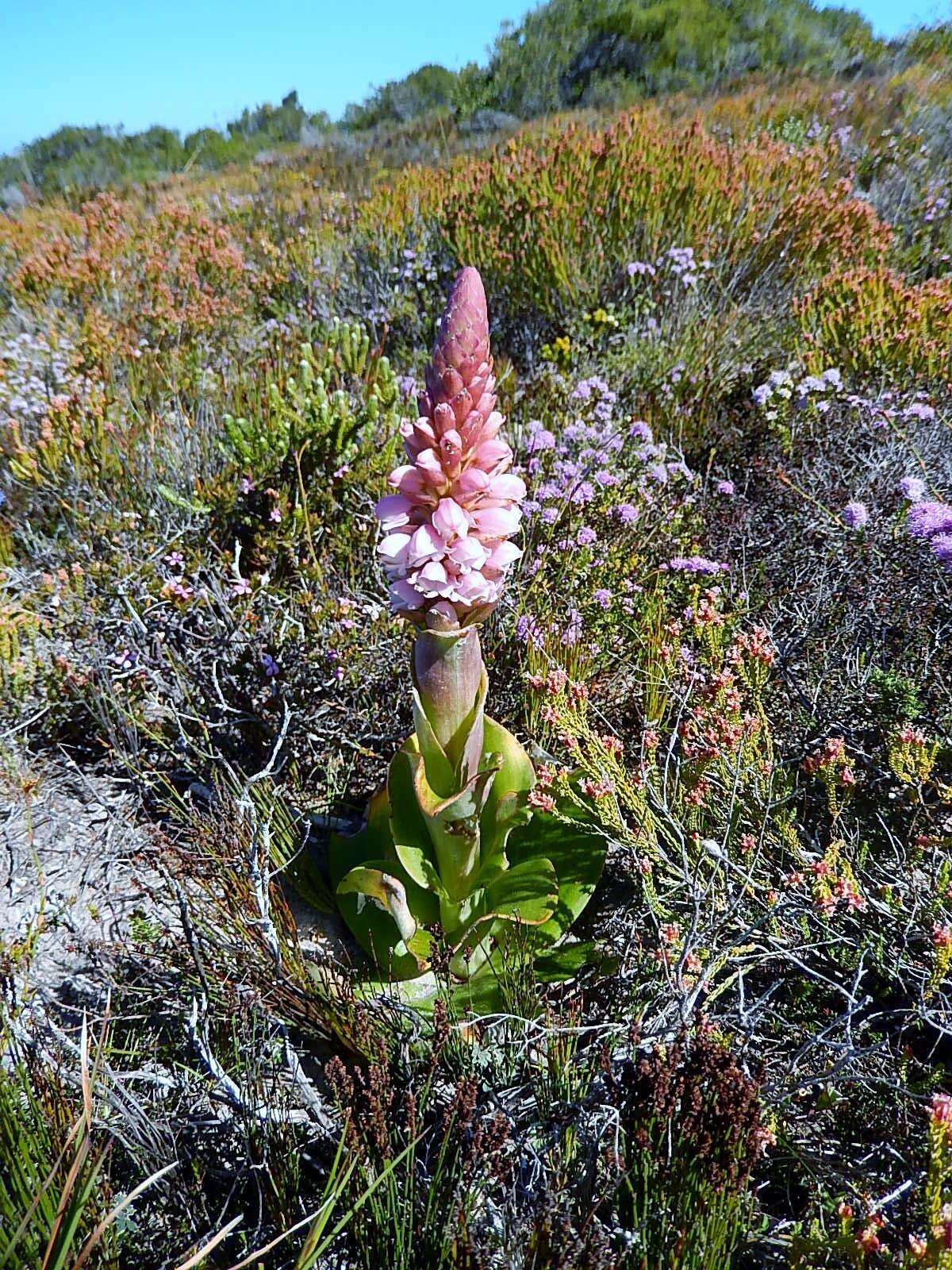 صورة Satyrium carneum (Aiton) Sims