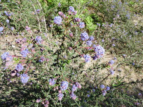 Image of wartleaf ceanothus