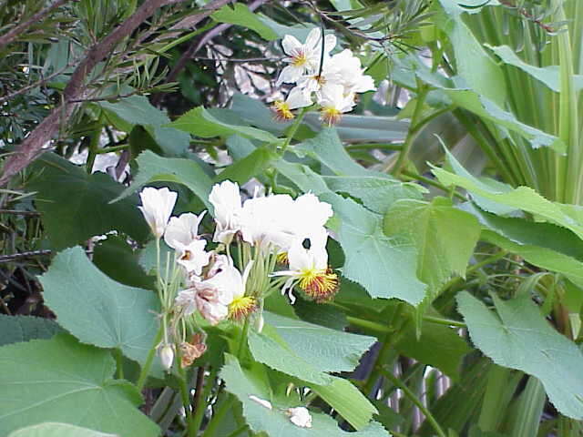 Image of African hemp