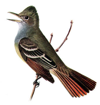 Image of Great Crested Flycatcher