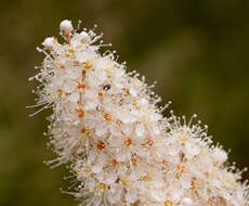 Image of false spiraea