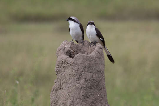 Image of Grey-backed Fiscal