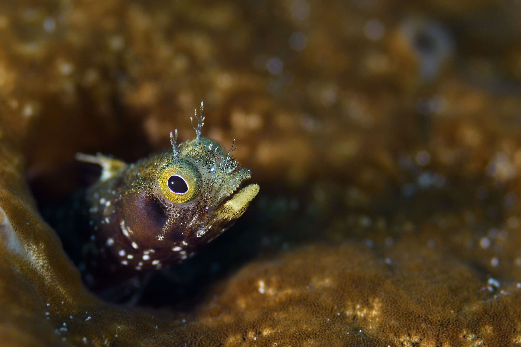 Image of Spiny blenny