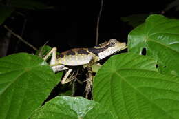 Image of Giant Forest Dragon