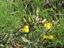 Image of Caragana scythica (Kom.) Pojark.